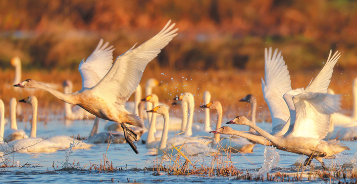  ��������С��조���͡����ź�