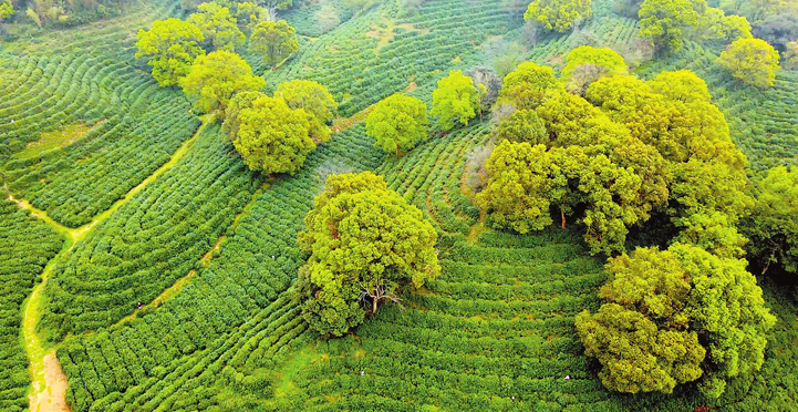 ǧ�����������й��ٶ�