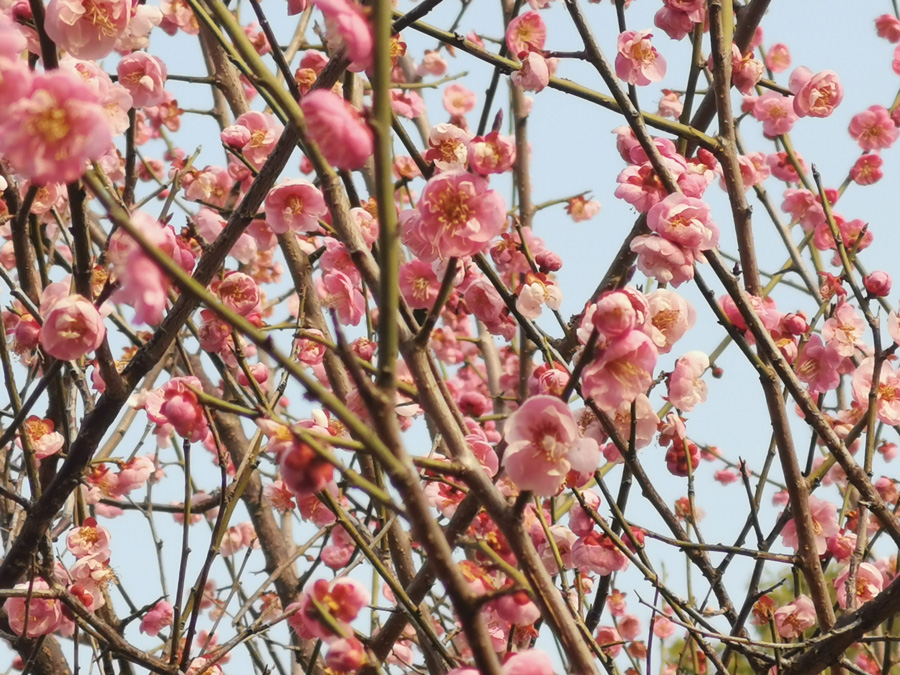 ������ɭ����̬����԰