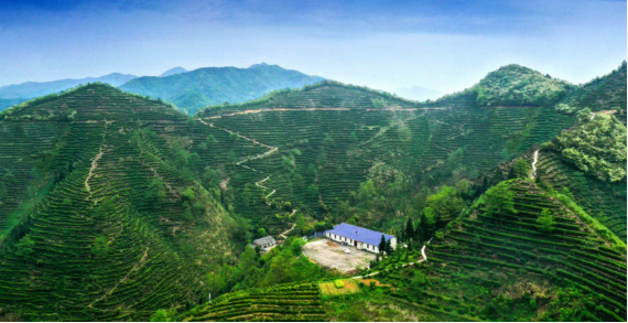 ��ʯǧ�����Ҷ����